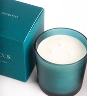 Vela_aromatica_focus_3